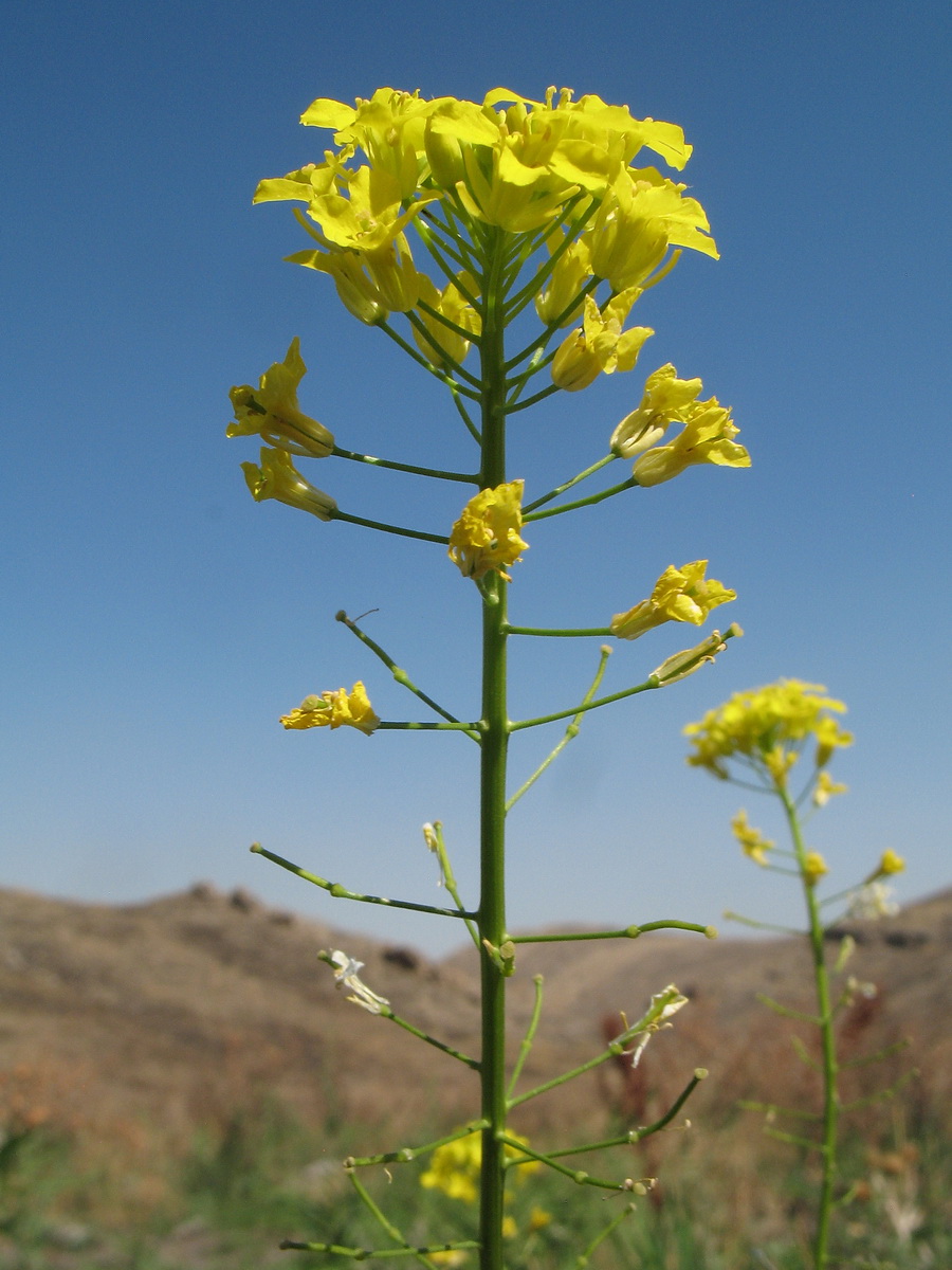 Изображение особи Sisymbrium loeselii.