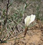 Astragalus pseudotataricus. Цветок и лист. Север Кубани, Кущёвский район, урочище Бугелы. 06.05.2010.