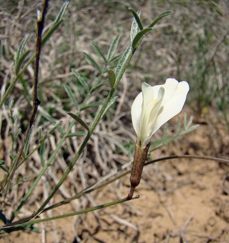 Изображение особи Astragalus pseudotataricus.