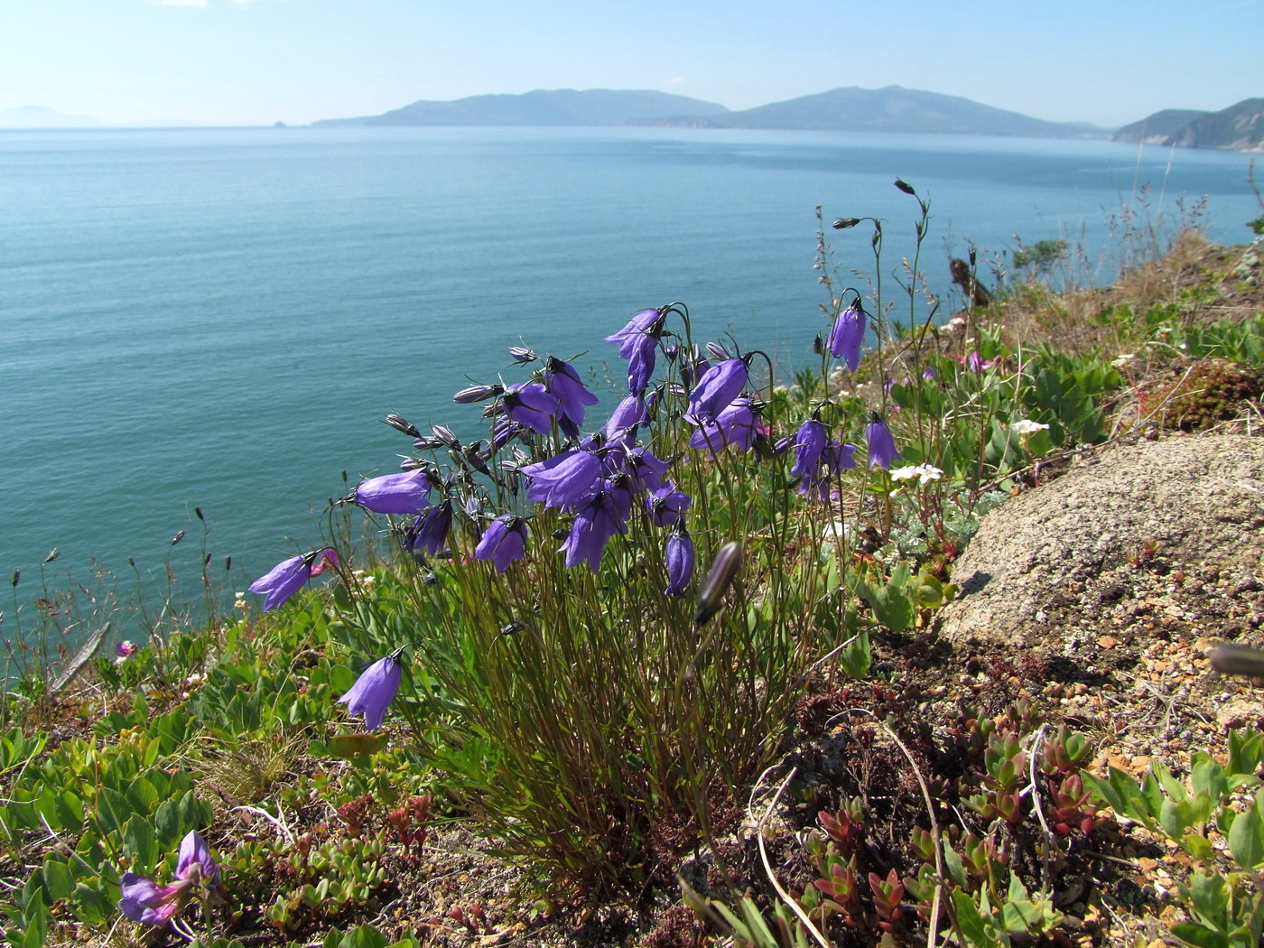 Изображение особи Campanula rotundifolia.