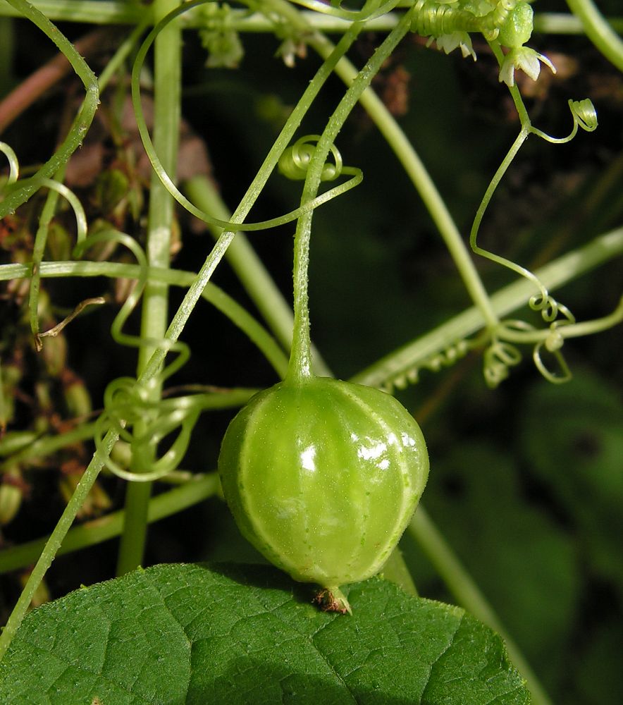 Изображение особи Schizopepon bryoniifolius.