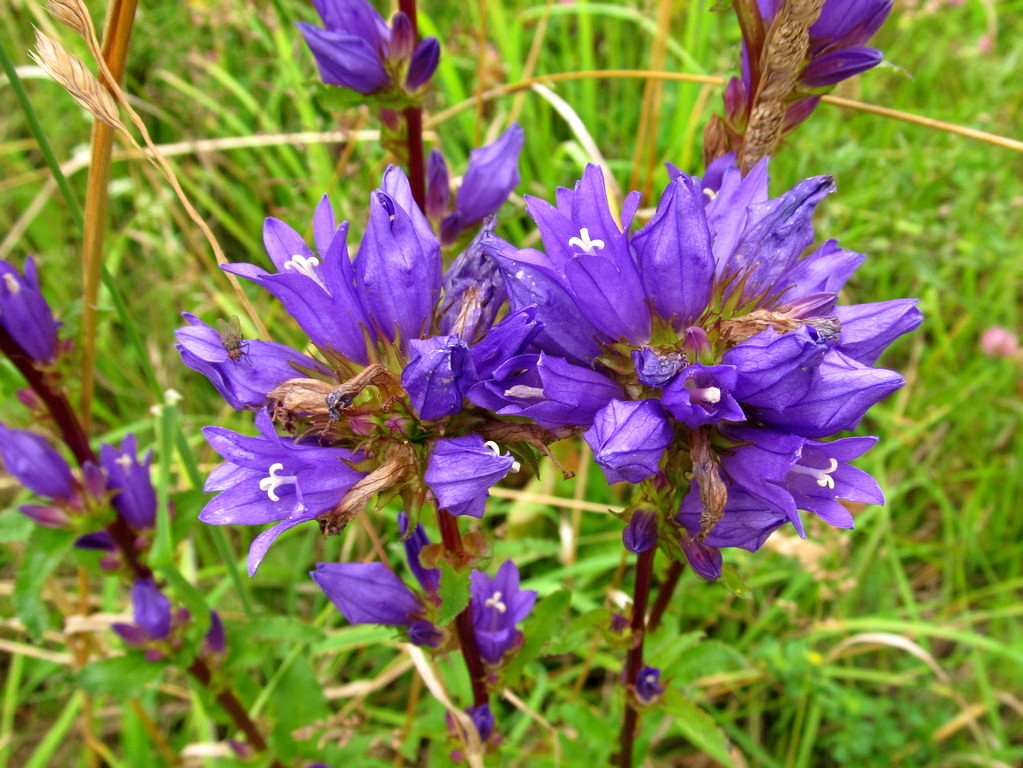 Изображение особи Campanula glomerata.