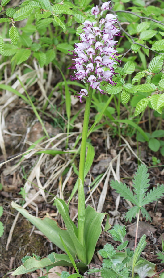 Изображение особи Orchis simia.