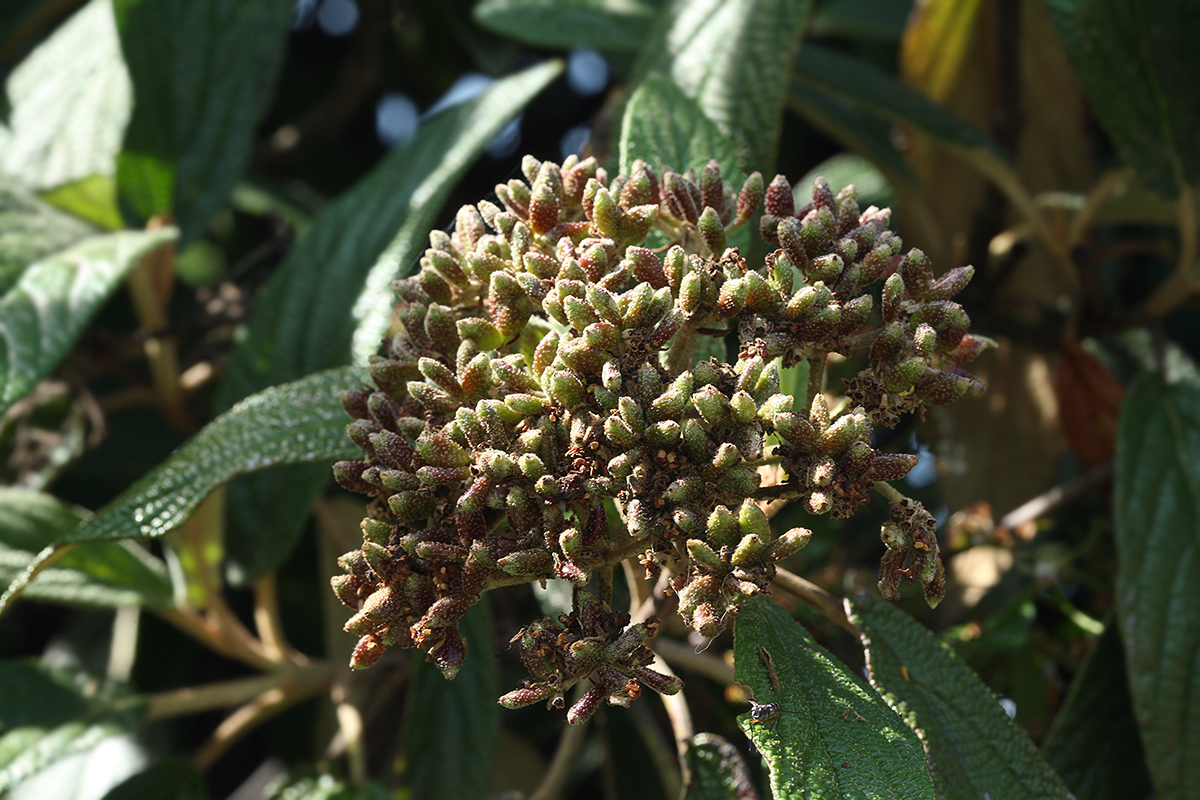 Изображение особи Viburnum rhytidophyllum.