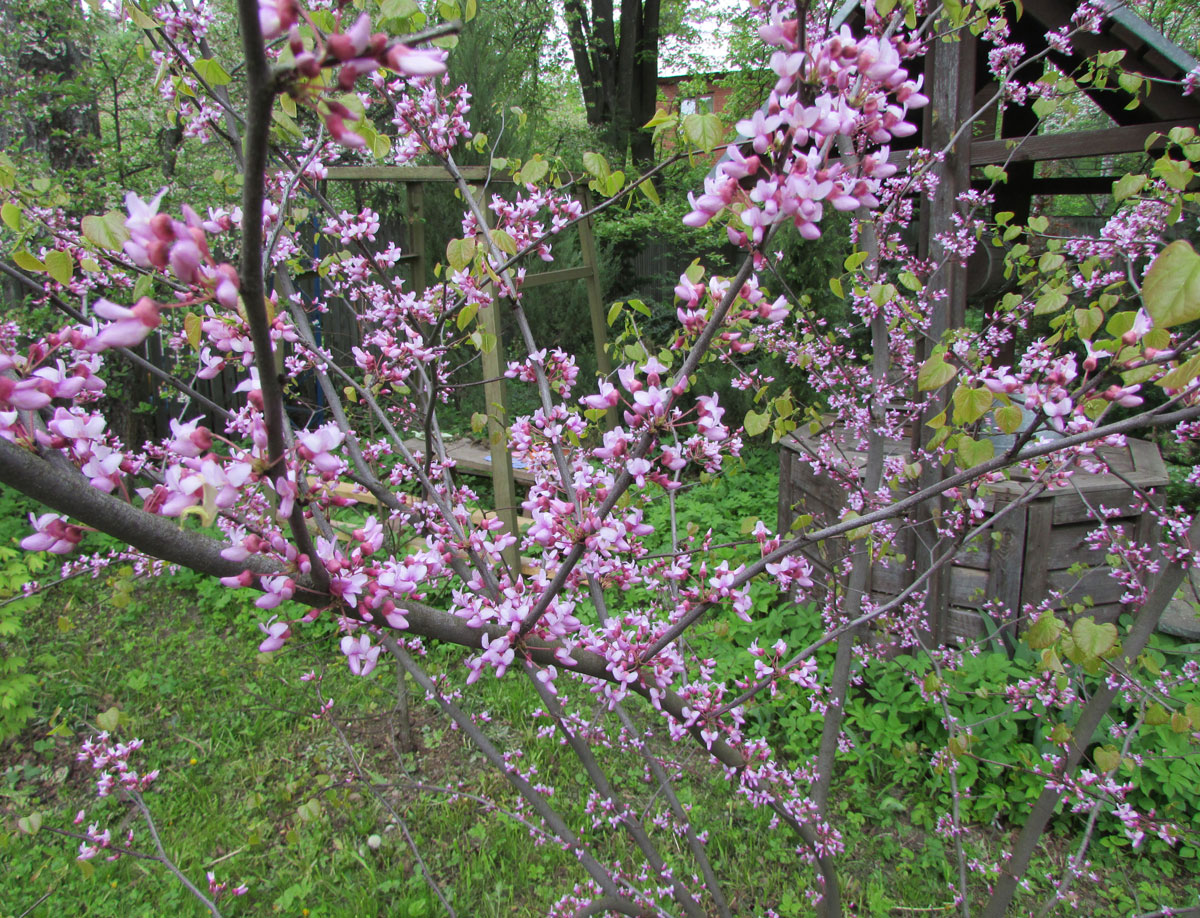 Image of Cercis canadensis specimen.