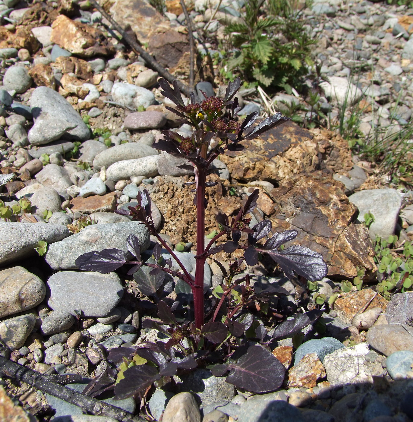 Image of Barbarea orthoceras specimen.