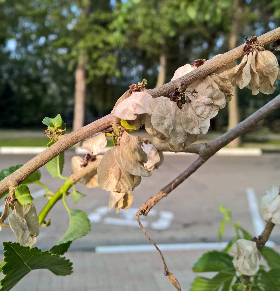 Image of Ulmus minor specimen.