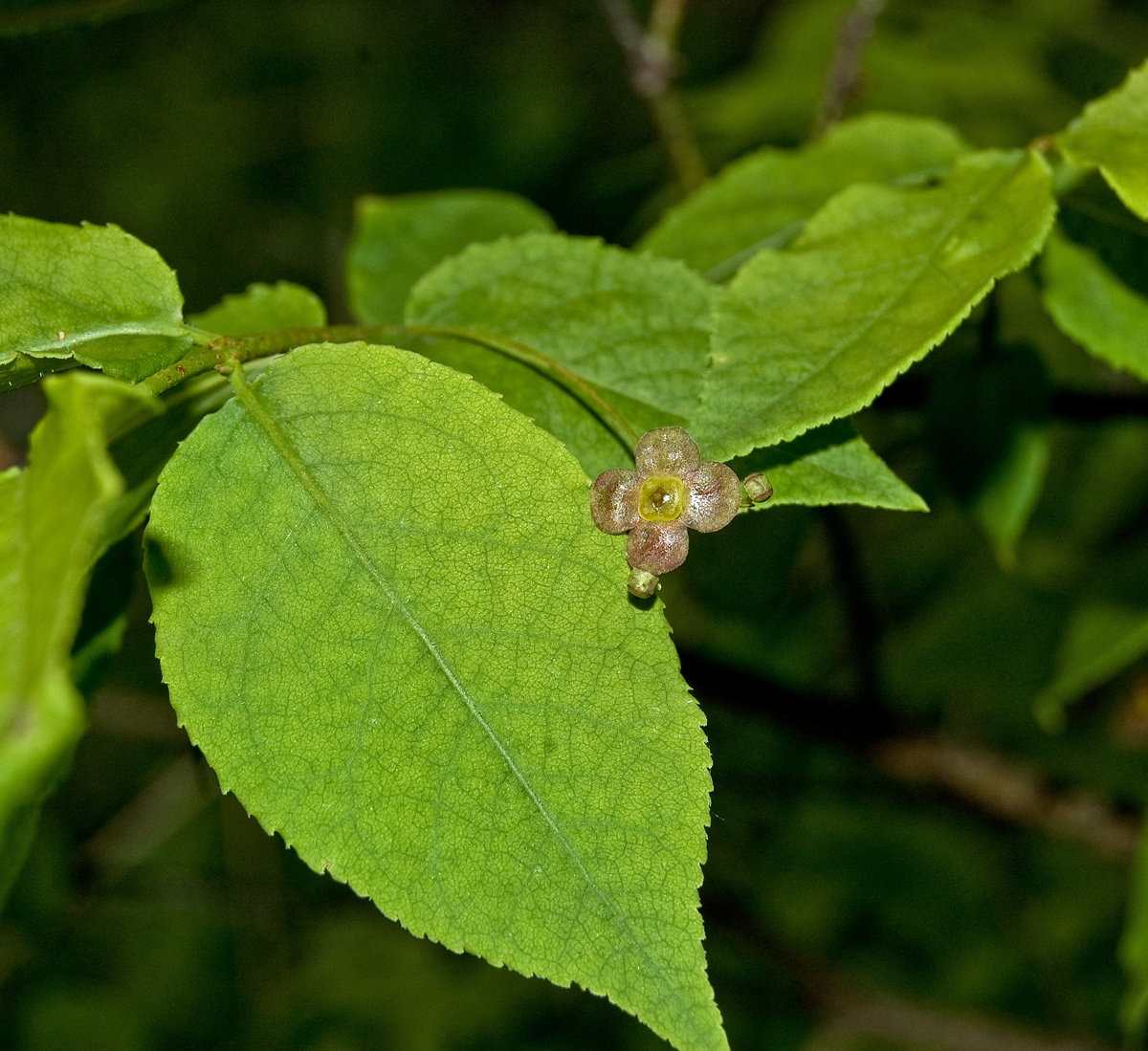 Image of Euonymus verrucosus specimen.