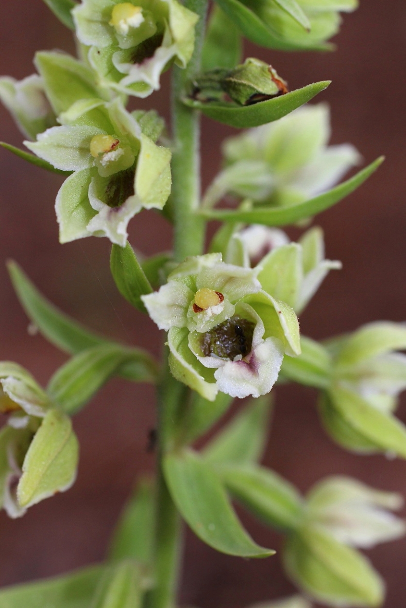 Image of Epipactis krymmontana specimen.