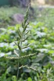 Echinochloa crus-galli