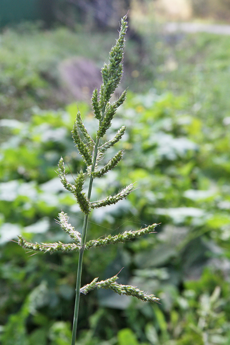 Image of Echinochloa crus-galli specimen.