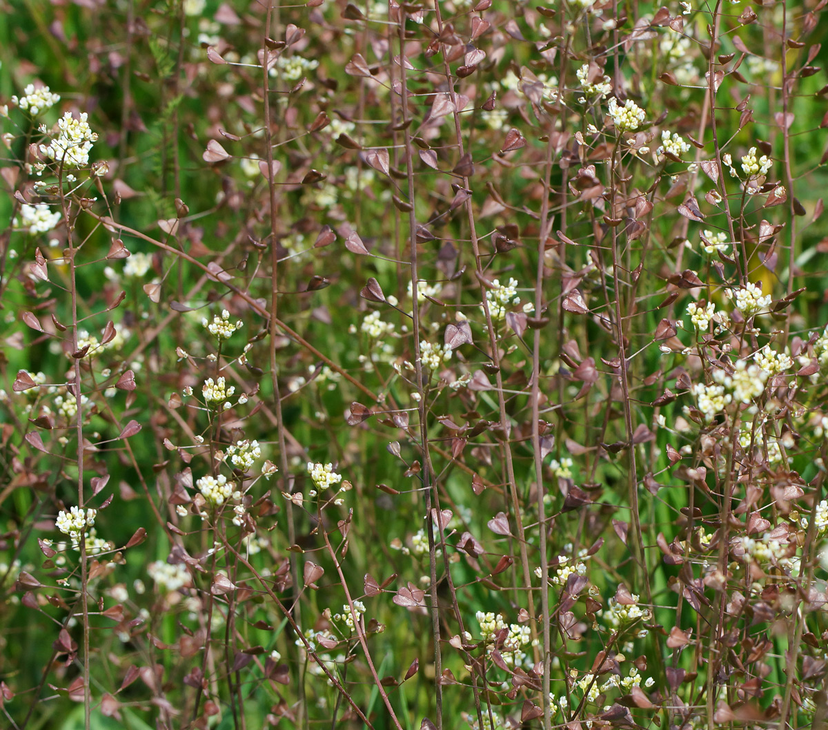 Изображение особи Capsella bursa-pastoris.