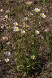 Leucanthemum vulgare. Цветущие растения. Свердловская обл., окр. г. Североуральск, известняковая скала, южная сторона. 27.06.2006.