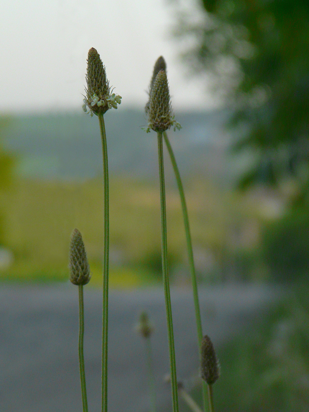 Изображение особи Plantago lanceolata.