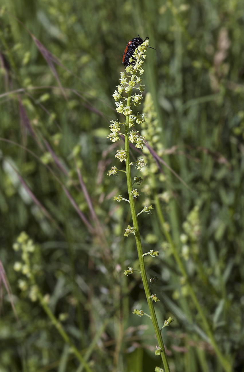 Image of Reseda lutea specimen.