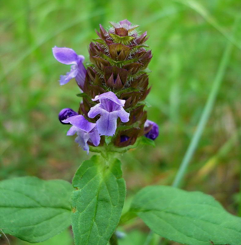 Image of Prunella vulgaris specimen.