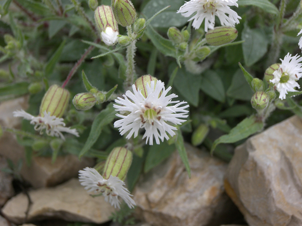 Image of Oberna lacera specimen.