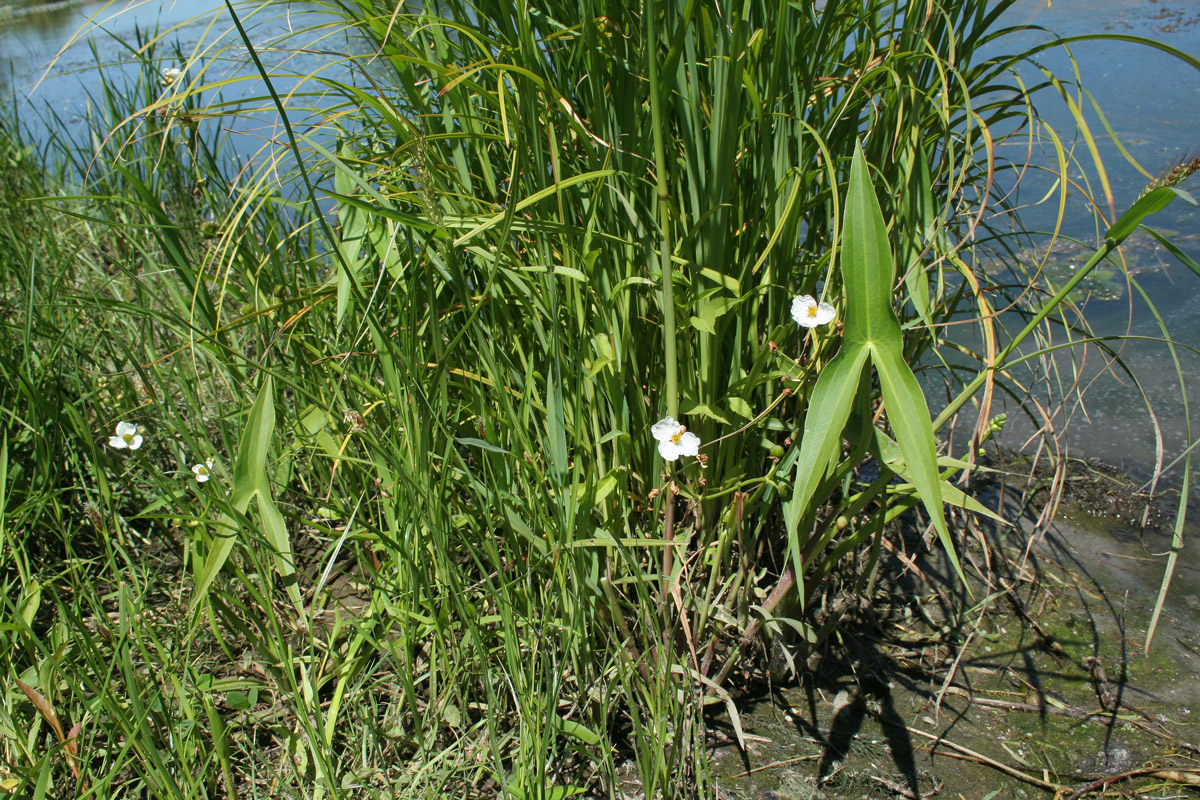 Изображение особи Sagittaria sagittifolia.