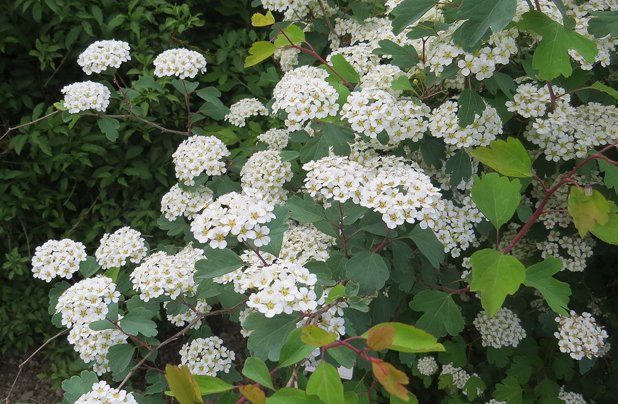 Image of Spiraea blumei specimen.