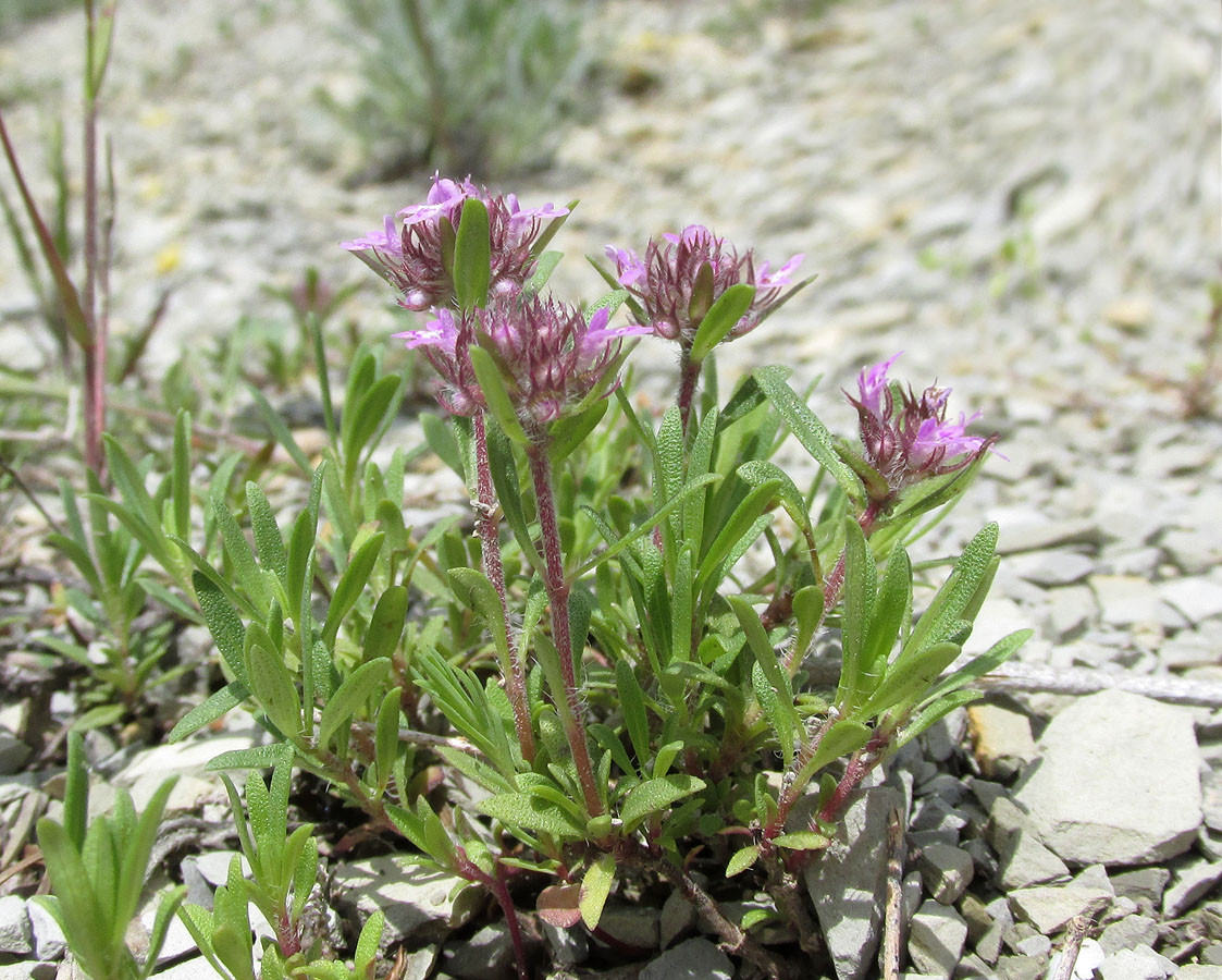 Image of genus Thymus specimen.