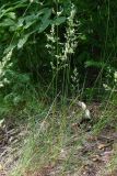 Poa angustifolia