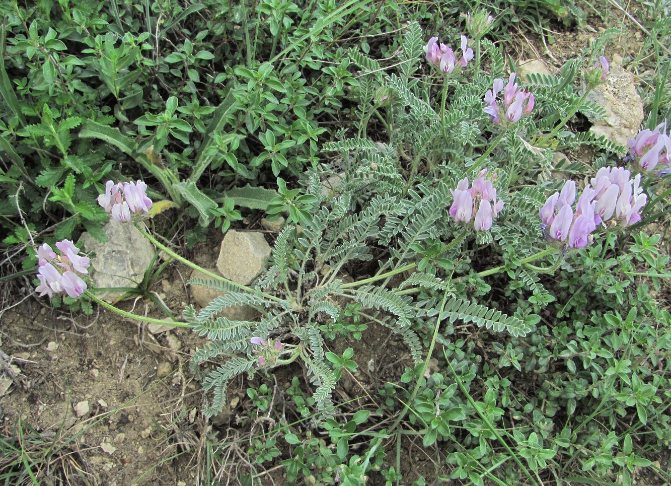 Image of genus Astragalus specimen.