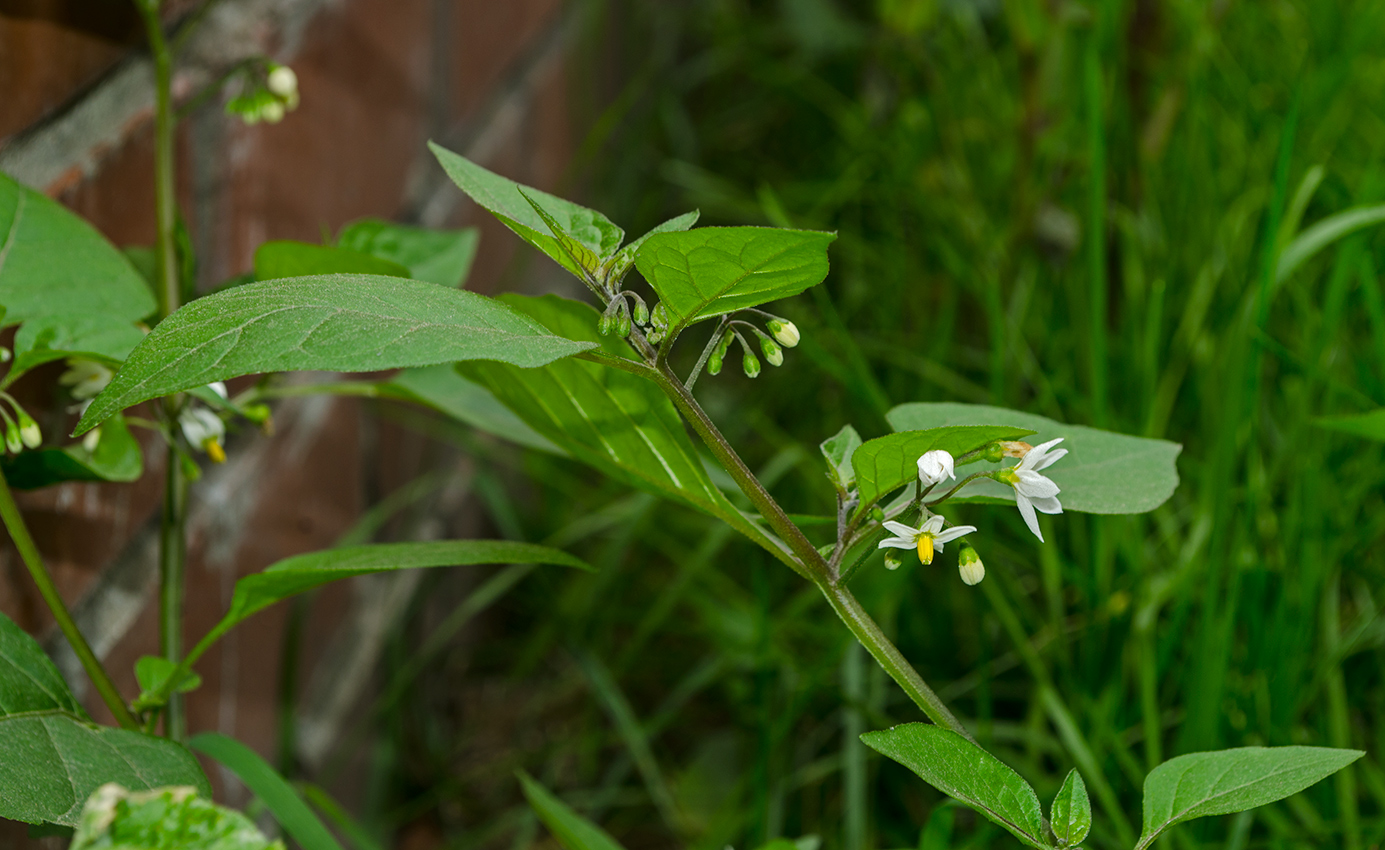 Image of Solanum nigrum specimen.