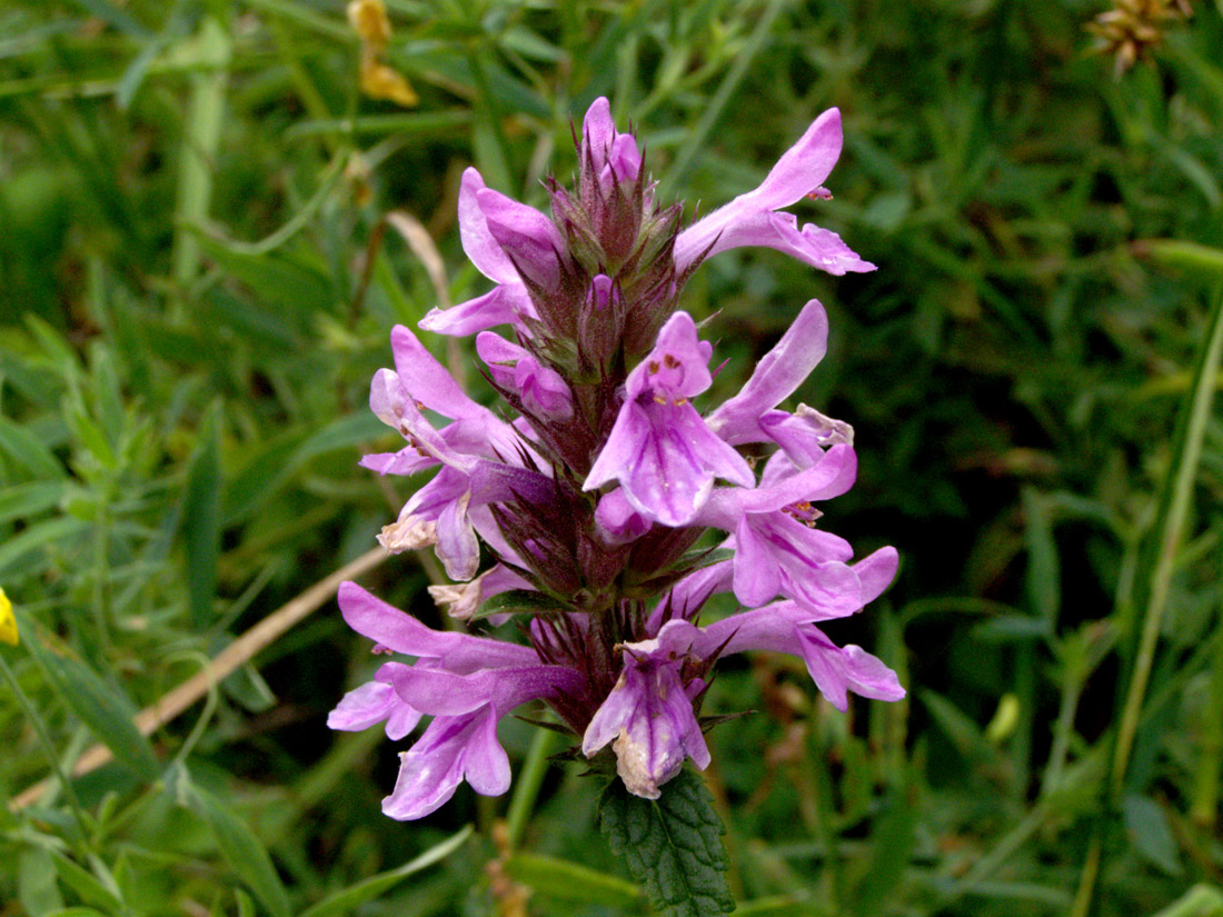 Image of Betonica betoniciflora specimen.