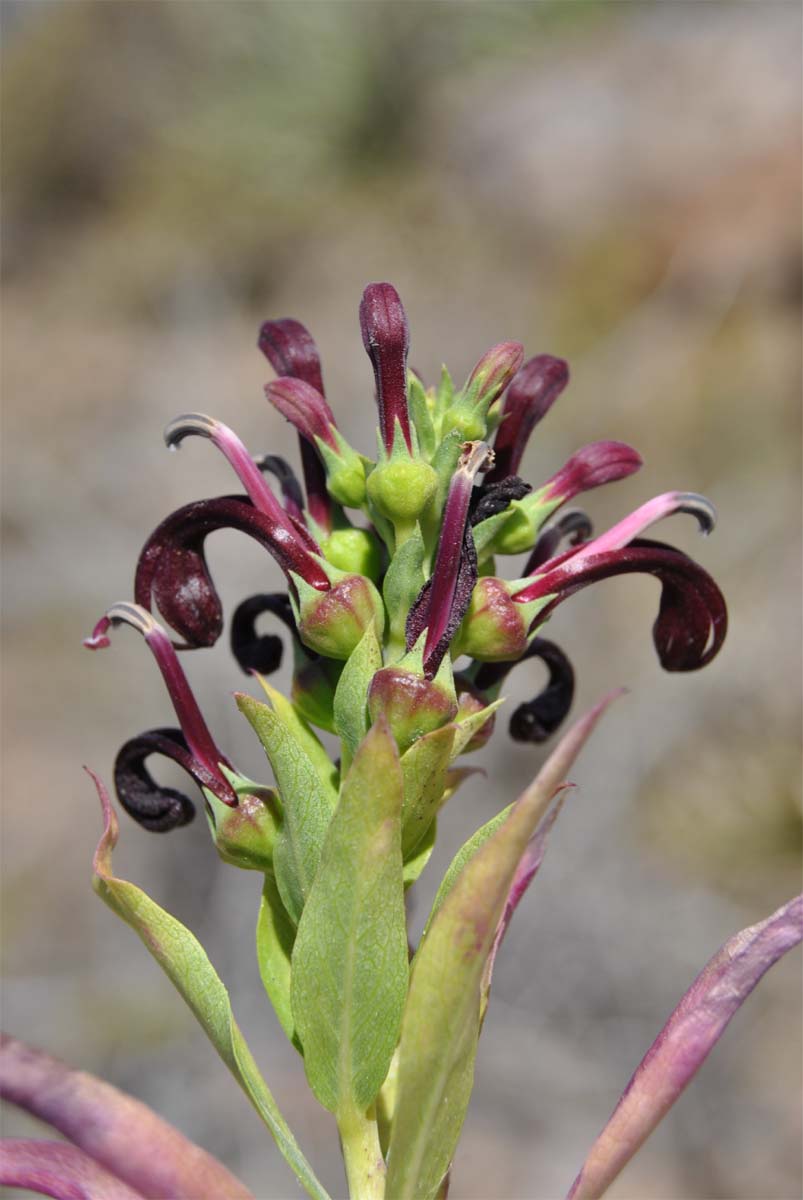 Image of Lobelia polyphylla specimen.