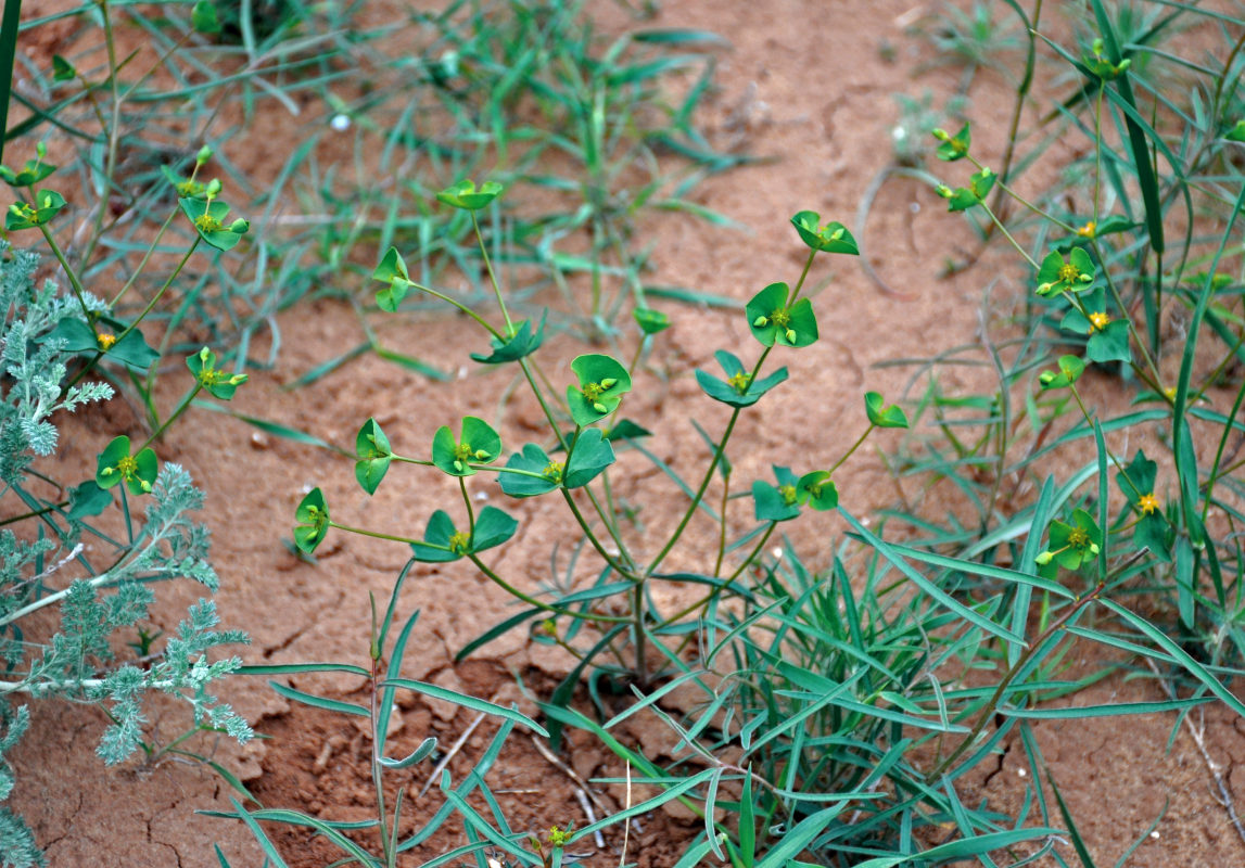 Image of Euphorbia praecox specimen.