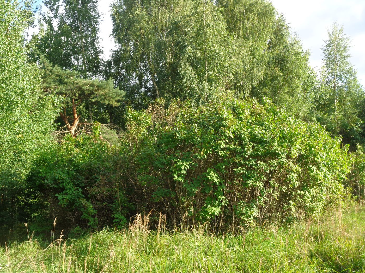 Изображение особи Syringa vulgaris.