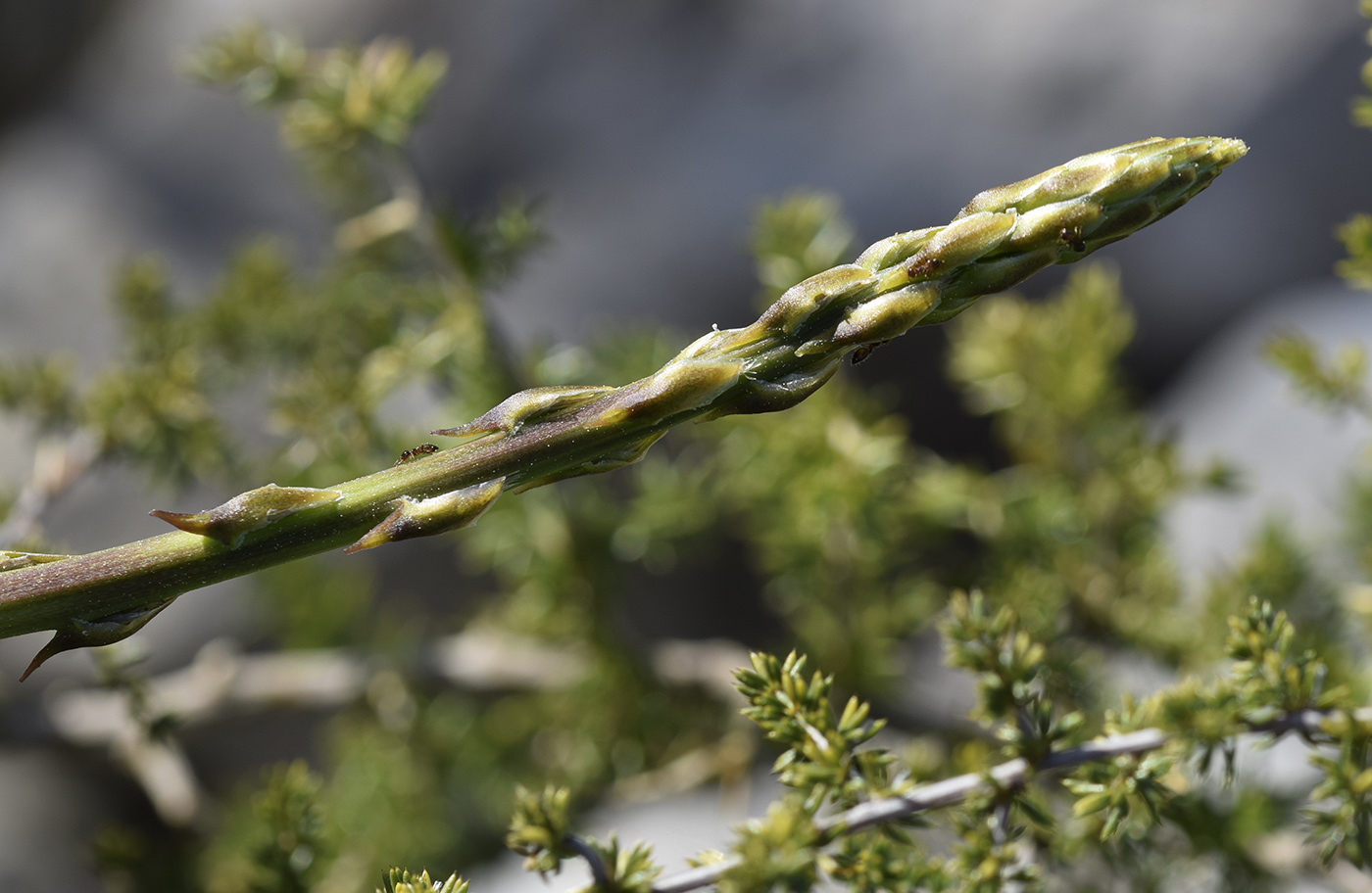 Изображение особи Asparagus acutifolius.