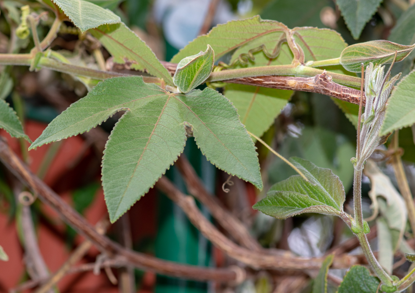 Image of Passiflora mixta specimen.