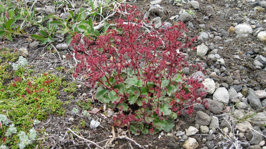 Image of Micranthes purpurascens specimen.