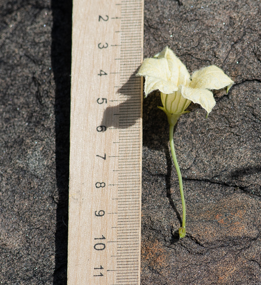 Image of Coccinia sessilifolia specimen.