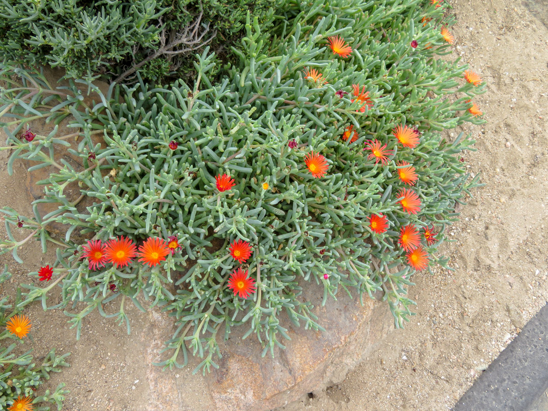 Image of familia Aizoaceae specimen.