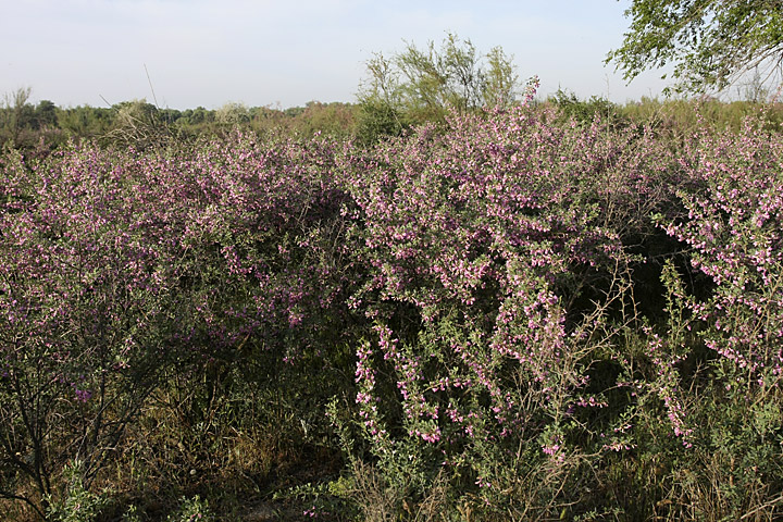 Image of Halimodendron halodendron specimen.