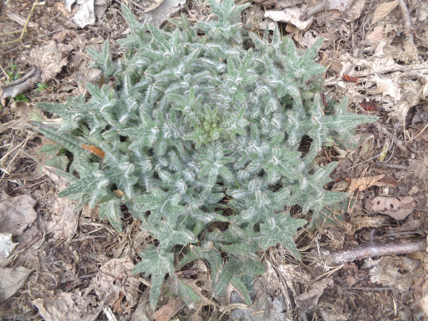 Image of Cirsium vulgare specimen.