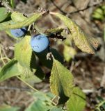 Prunus stepposa. Плодоносящий побег. Республика Крым, Ленинский р-н, \"Караларский природный парк \", степь, спускающийся к морю неглубокий овражек. Сентябрь 2020 г.