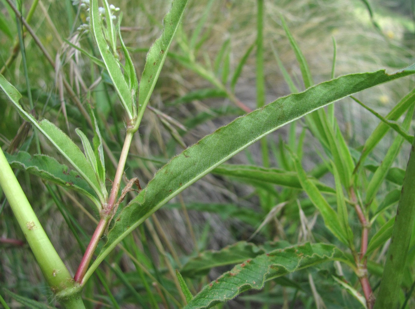 Image of Aconogonon alpinum specimen.