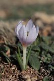 Colchicum triphyllum. Цветущее растение. Крым, Севастополь, Балаклава, гора Крепостная. 09.02.2021.