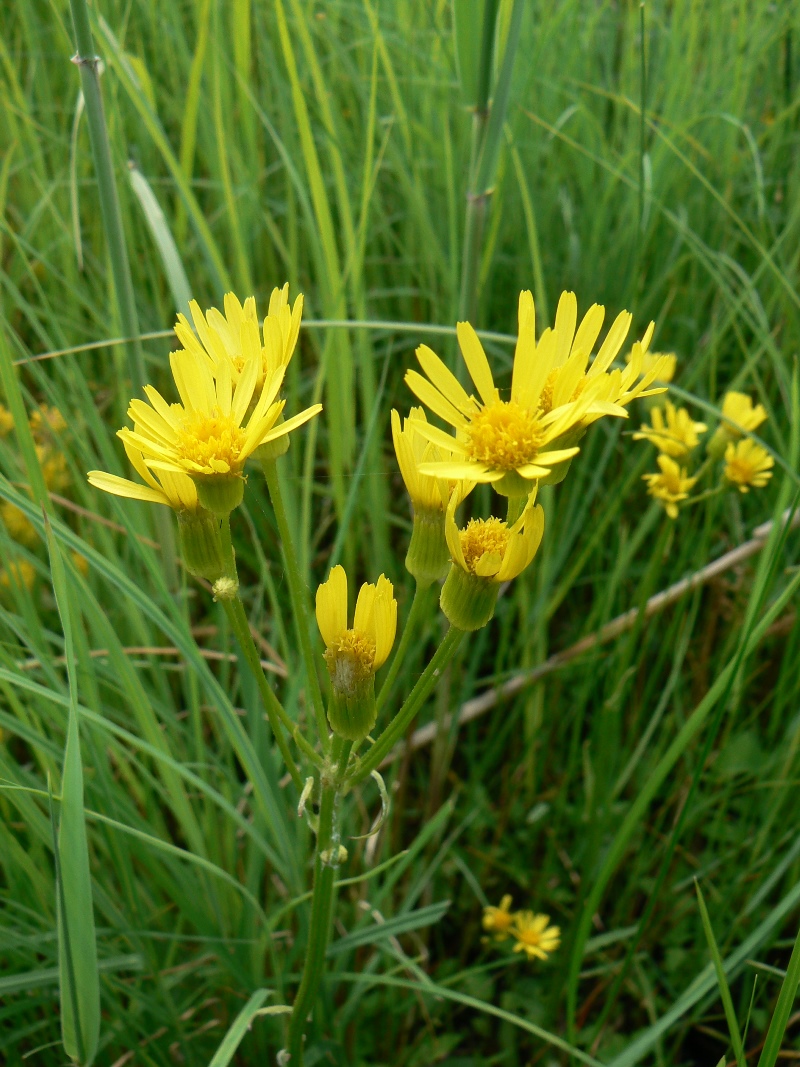 Изображение особи Tephroseris subdentata.