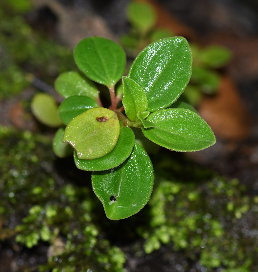 Image of genus Peperomia specimen.