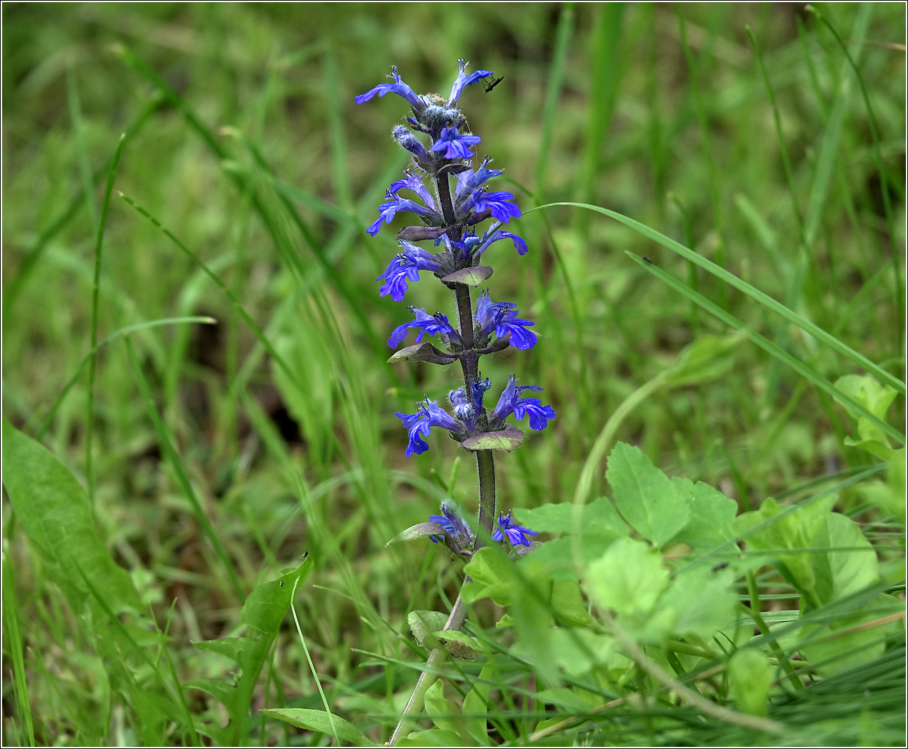 Image of Ajuga reptans specimen.