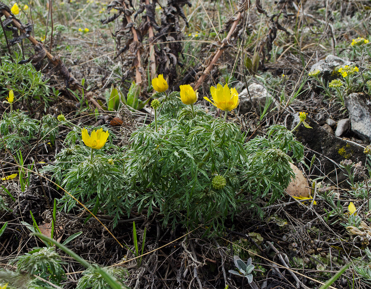 Image of Adonis volgensis specimen.