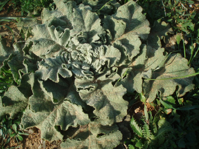 Image of Verbascum undulatum specimen.