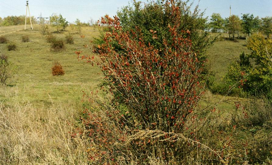 Image of Berberis vulgaris specimen.