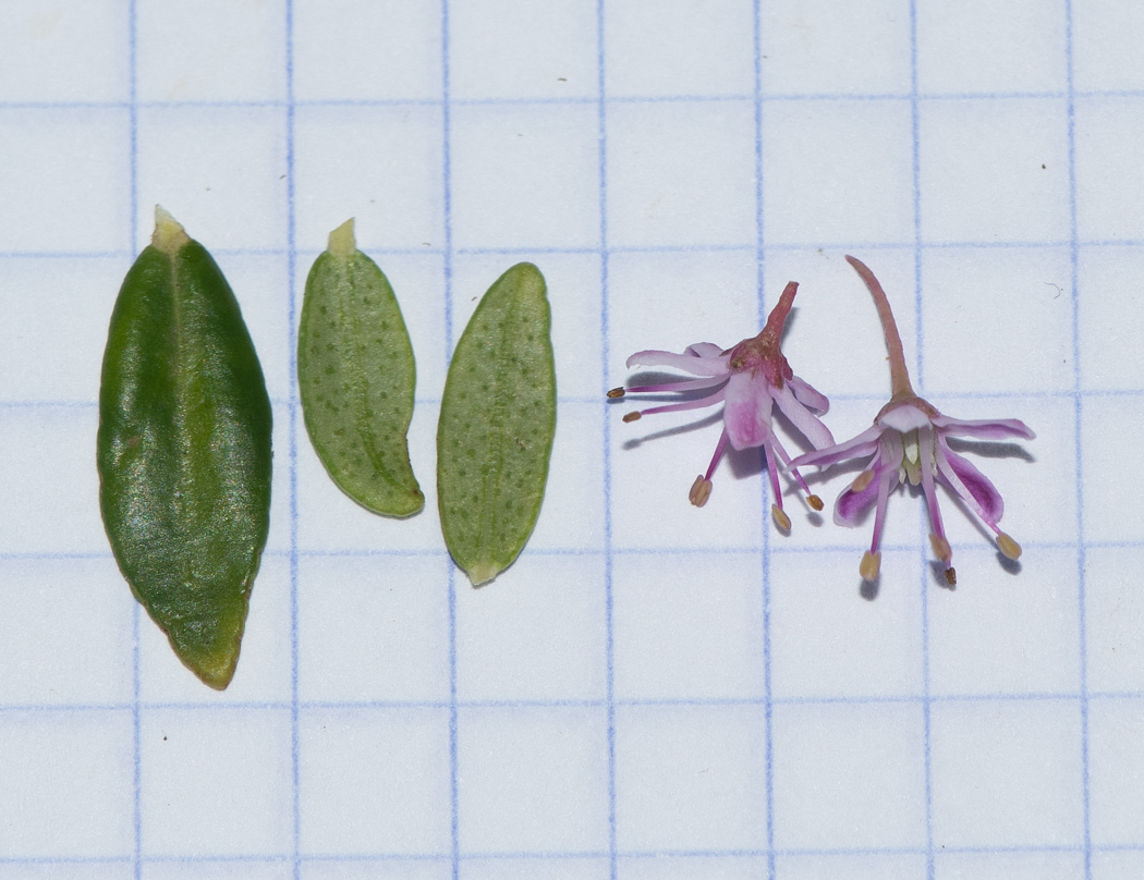 Image of Agathosma ovata specimen.