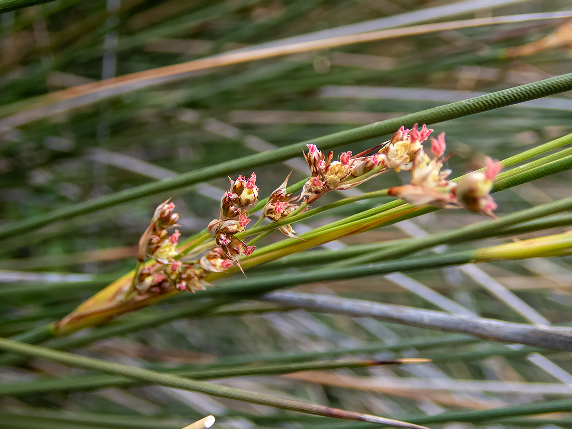 Изображение особи Juncus maritimus.