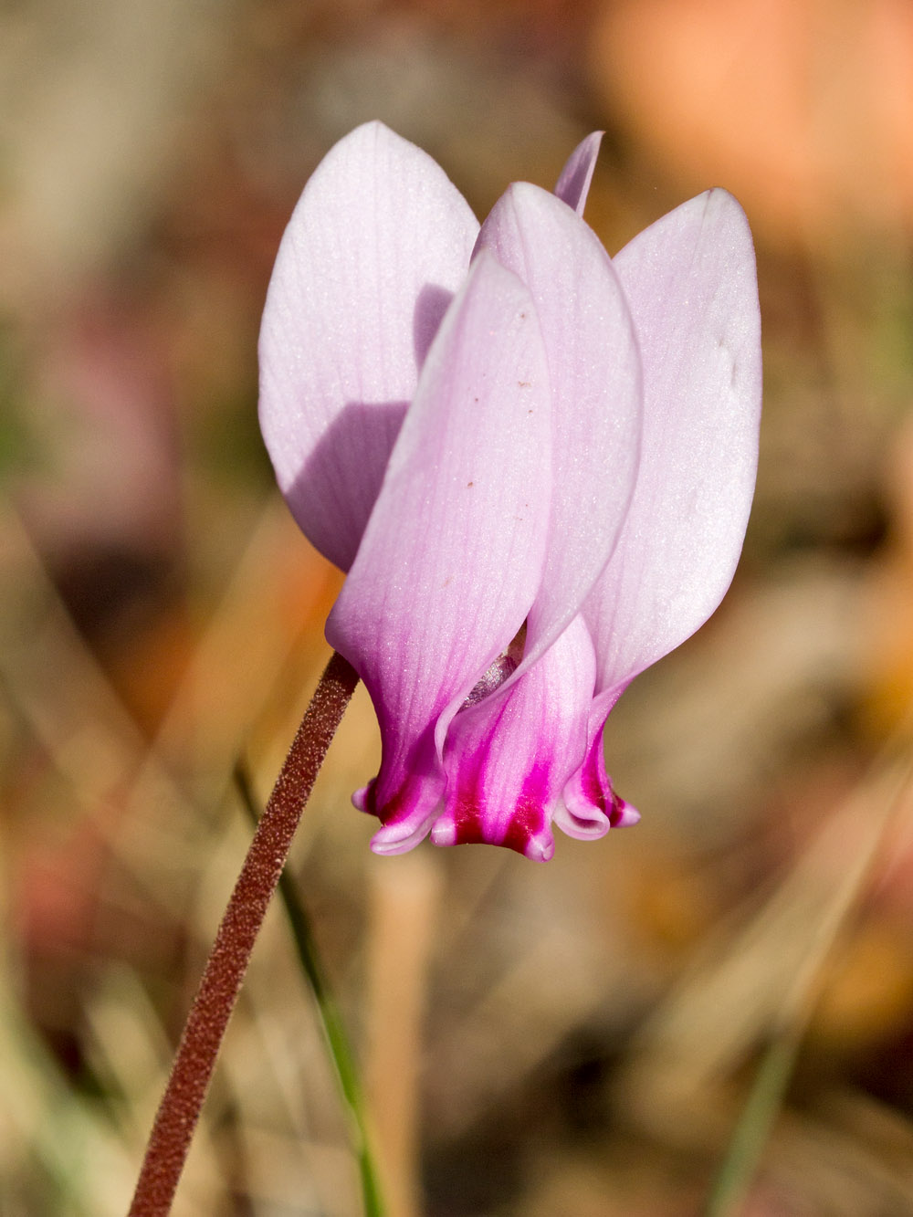 Image of Cyclamen hederifolium ssp. confusum specimen.